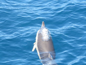 Fish swimming in sea