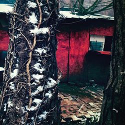 Snow covered trees