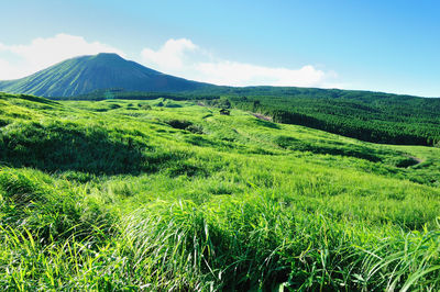 Scenic view of grassy field against sky