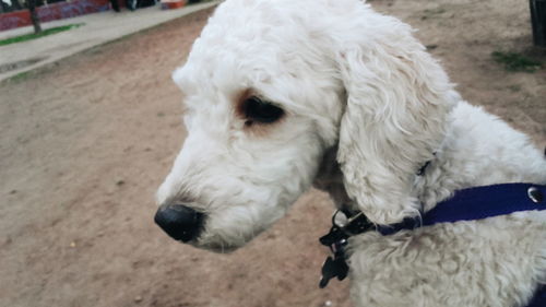 Close-up of white dog