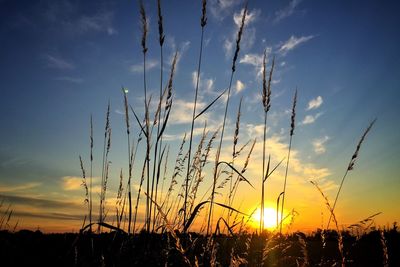 Plants on field at sunset