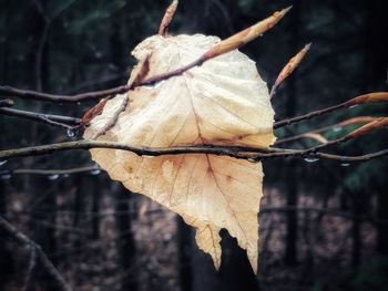 Close-up of dry leaf against blurred background