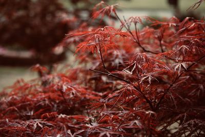 Close-up of red maple leaves on tree