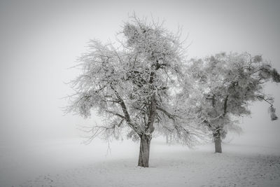 Trees on snow covered landscape against clear sky