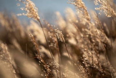 Close-up of stalks in field