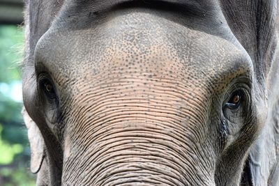 Close-up of elephant