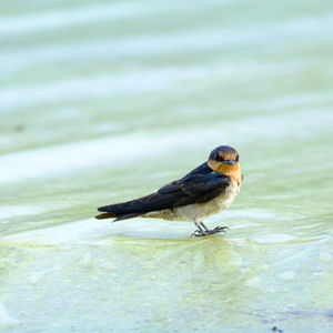 Close-up of bird perching on a lake