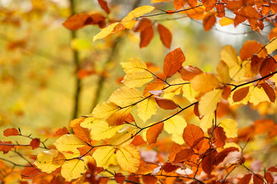 Close-up of yellow maple leaves on tree