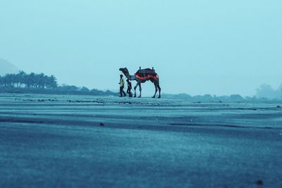 Men walking with camel on field against sky