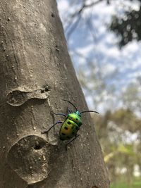 Close-up of insect on tree trunk