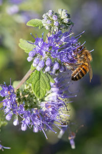 Macro shot of a honey bee pollinating bluebeard flowers