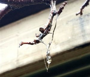 Close-up of twigs