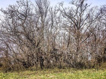 Trees growing on field