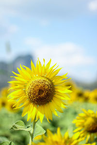 Close-up of yellow sunflower on field