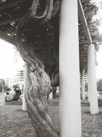 Close-up of tree by building in city