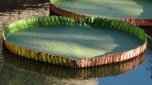 High angle view of plants in lake