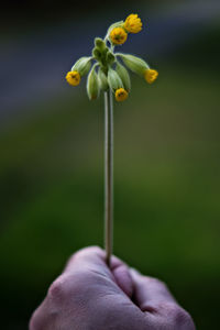 Cropped image of hand holding yellow flower