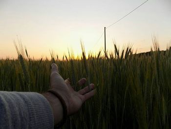 Cropped image of hand on field