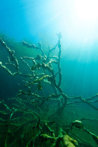 View of coral swimming in sea