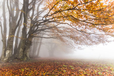 Trees in forest during autumn