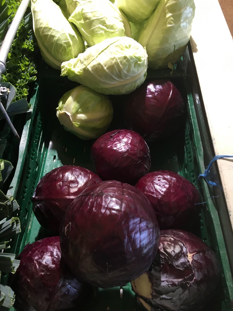 CLOSE-UP OF FRUITS IN CONTAINER