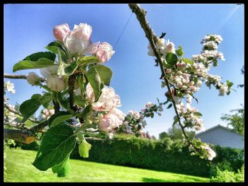 Close-up of cherry blossoms against sky