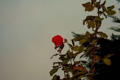 Low angle view of red flower tree