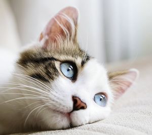 Close-up portrait of cat at home