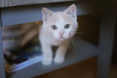 Portrait of white cat at home