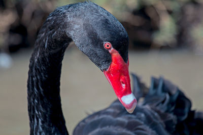 Close-up of swan in lake