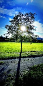 Trees on field against sky