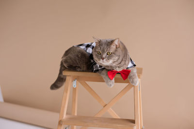 Scottish straight cat in the studio on chair