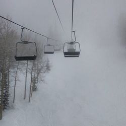 Overhead view of snow covered trees