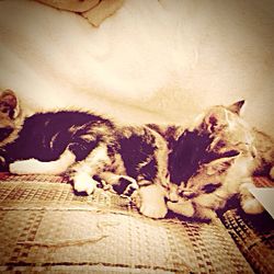 Cat sleeping on couch