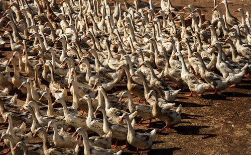 Geese on field during sunny day