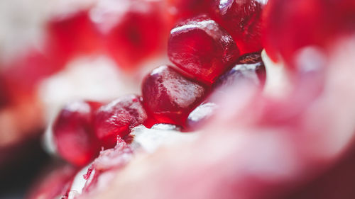 Full frame shot of red berries