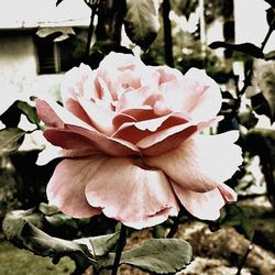 Close-up of pink flower blooming outdoors