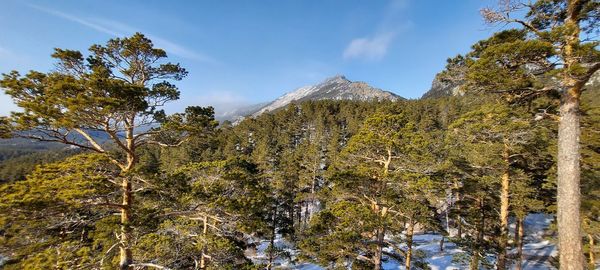 Scenic view of mountains and forest against sky