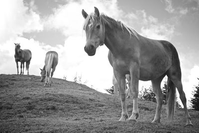 Horses standing in field against sky