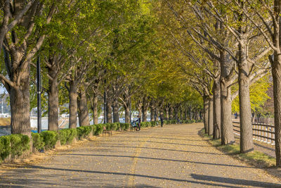 Footpath amidst trees in park