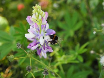 Close-up of bee on purple flower