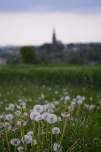 Close-up of white flowering plants on field