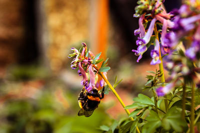 Close-up of bee pollinating on purple flower