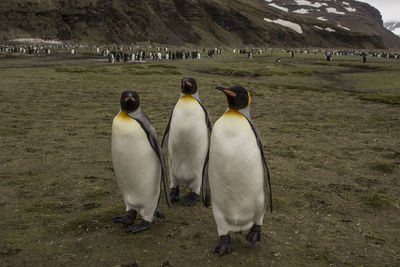 View of birds on landscape