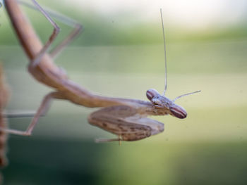 Close-up of insect