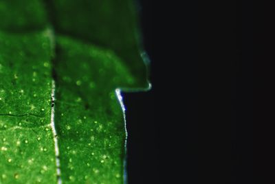 Close-up of green leaves