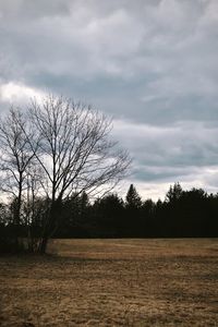 Bare trees on field against sky