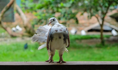 Close-up of bird perching on railing