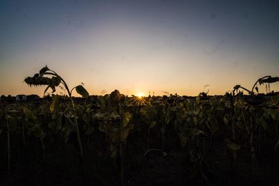 Plants growing on field at sunset