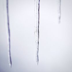 Close-up of icicles